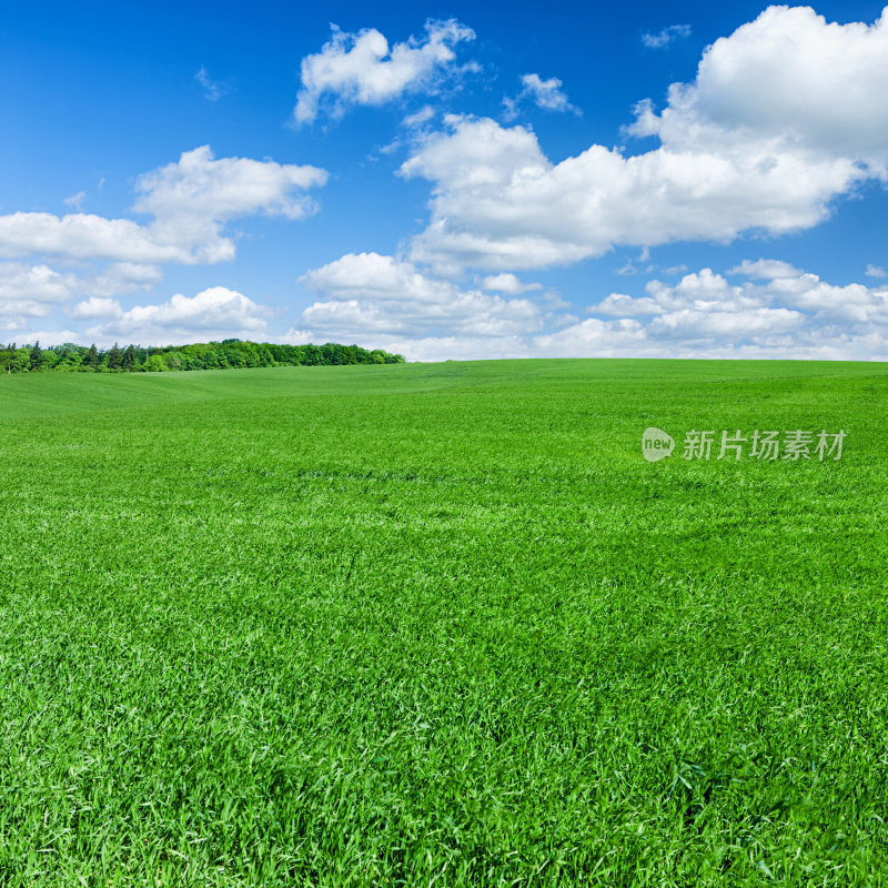 广场春天景观XXXXL 31MPix -草地，蓝天